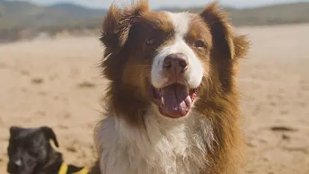 Happier Days For Strays