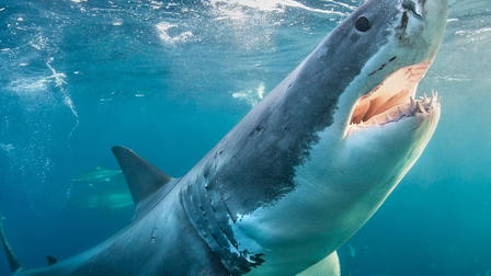El refugio del tiburón blanco