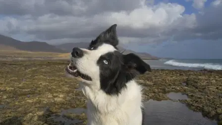 Dog Geniuses