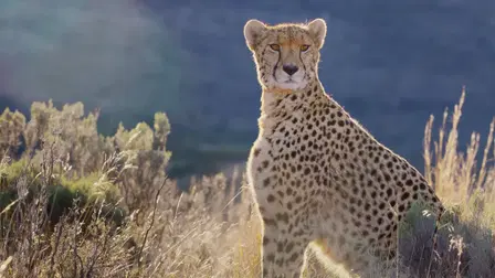 Africa Earth's Wild Home