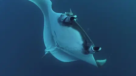 Mysterious Oceanic Oases