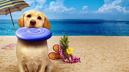 Le chien qui a sauvé l'été