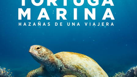 Tortuga Marina: Hazañas de una viajera