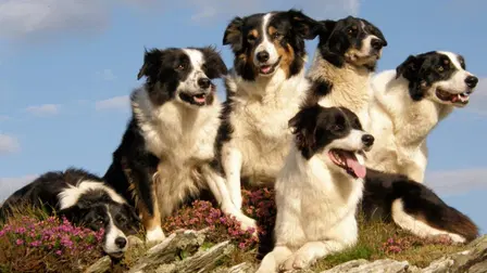 Mist: Sheepdog Tales