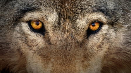 Inside the Animal Mind