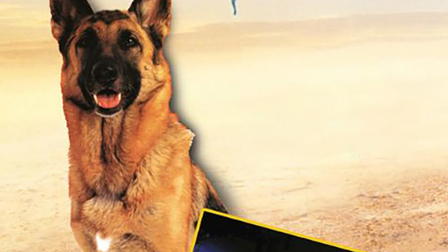 Azit the Paratrooper Dog