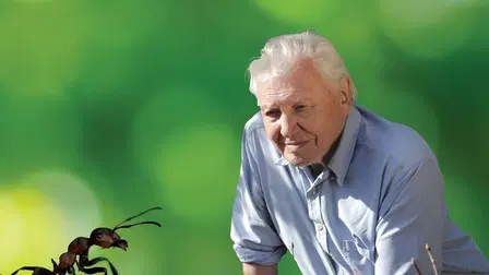 David Attenborough's Ant Mountain