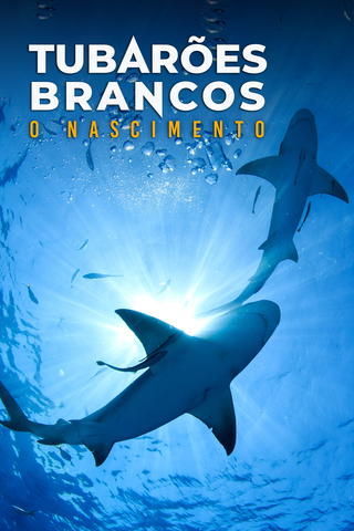 Tubarões Brancos: O Nascimento