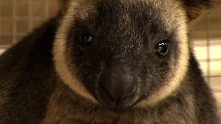 Baby Animals In The Wild