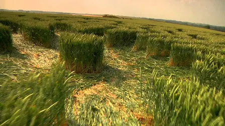 A Field Full of Secrets