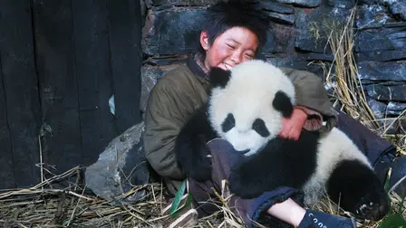 Panda on the Way Home