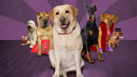 Porndogs: The Adventures of Sadie