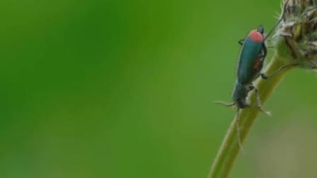 Summer in the Meadow: Diary of a Vanishing World