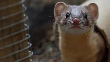 Wildlife Rehab