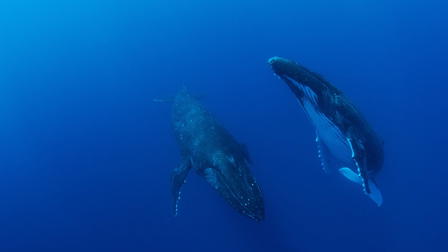 Whales