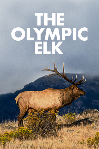 The Olympic Elk