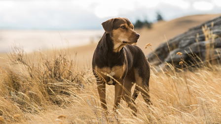 A Dog’s Way Home