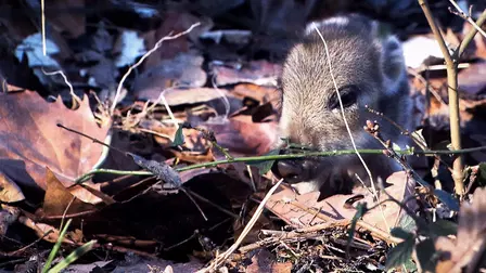 Wild Boar: The Comeback