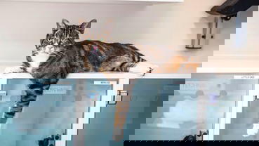 Inside the Pet Food Factory