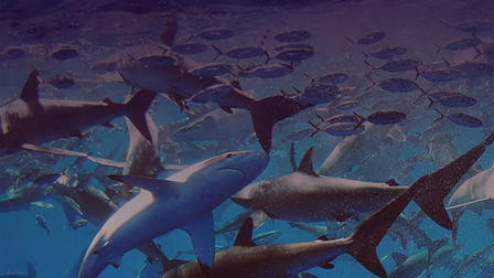 Bloodline: The Spawn of Jaws