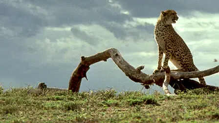 Un ghepardo per amico - Un'avventura in Africa