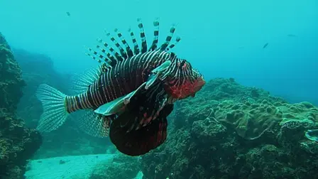 Africa's Deadly Kingdom: Reefs