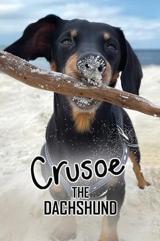 Crusoe the Dachshund