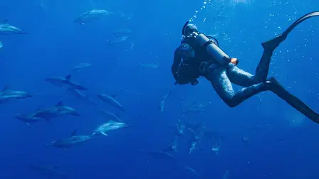 Au plus près des dauphins avec Bertie Gregory