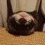 crazyferretguy