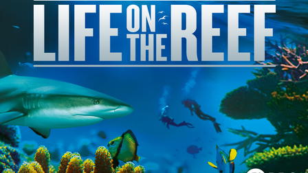 Life on the Reef