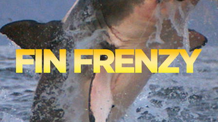 Fin Frenzy