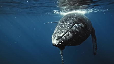 Leviathan: Whale and Man
