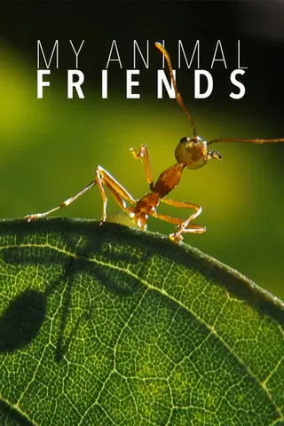 My Animal Friends