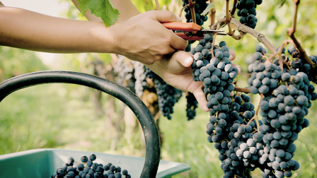 Wine Masters: Piedmont [OV]