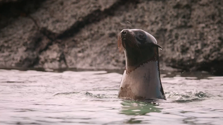 Galapagos: Hope for the Future