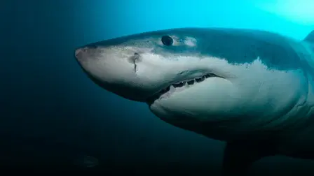 Sharkwrecked