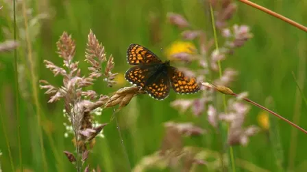 Organized Wilderness