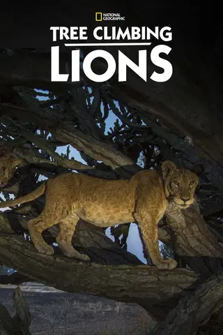 Tree Climbing Lions