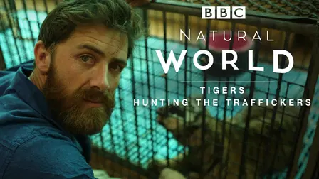 Natural World: Tigers, Hunting the Traffickers
