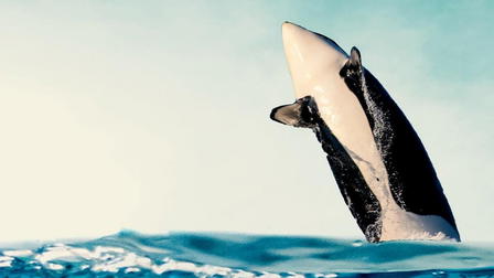 Migrations: The Big Swim