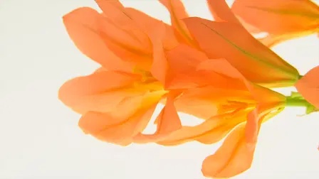 Flowers achingly beautiful Healing Video
