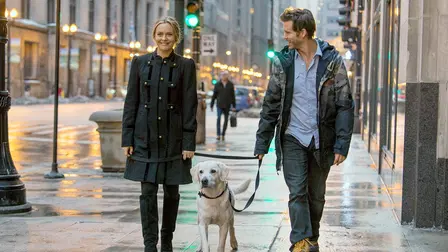 Who Gets the Dog?