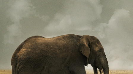 Blood Ivory