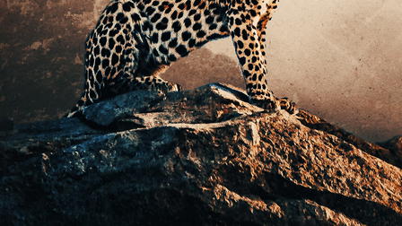 Nel regno del leopadro