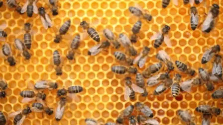 Bee Geniuses: The Life of Bees