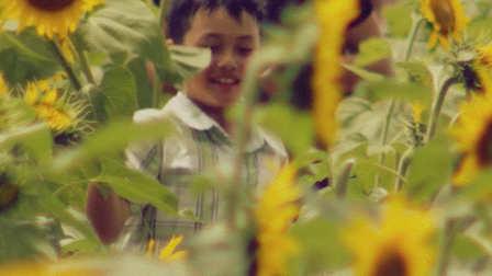 Sunflowers in Full Bloom