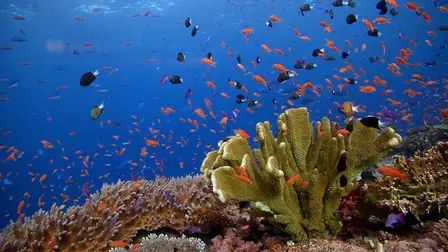 Arrecifes de coral: Acuario de la naturaleza