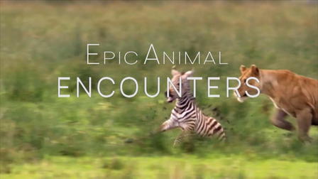 Epic Animal Encounters