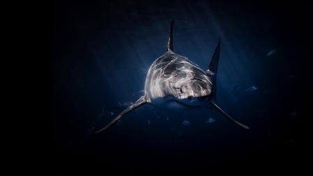 Lair of the Great White