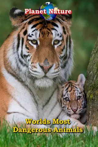 World's Most Dangerous Animals